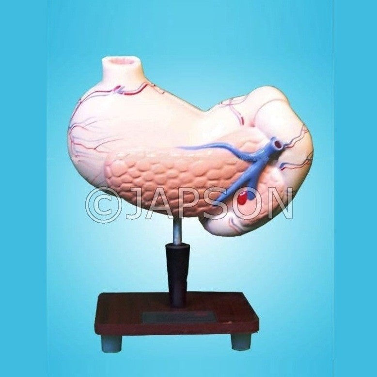 Human Stomach, on Stand Human Stomach, on Stand